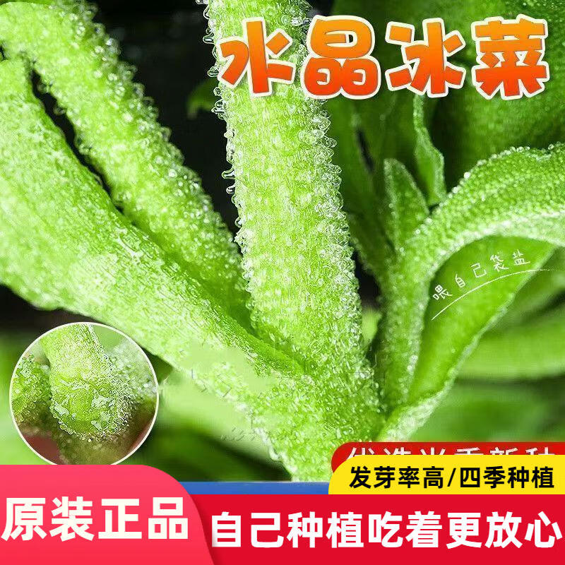 冰菜种子南方蔬菜种植长寿菜营养高钙冻不死易种高产冰草种子
