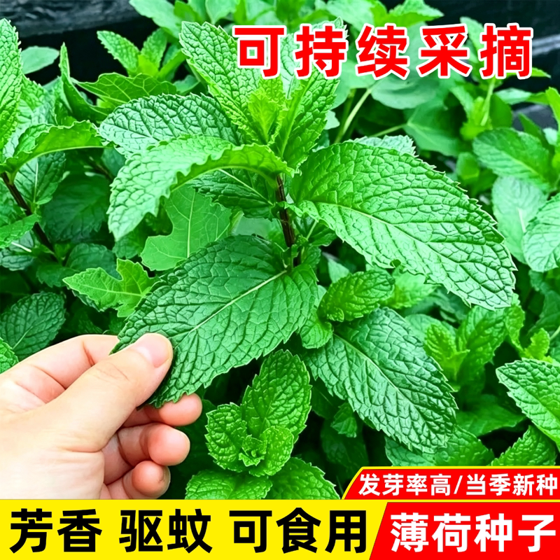 可食用薄荷种子驱蚊虫植物花草种子耐热花卉四季阳台盆栽猫薄荷种