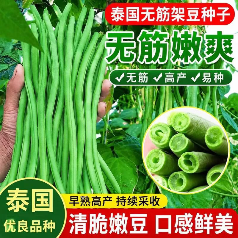 泰国无筋架豆王种子四季豆高产豆角种无筋豆种子四季蔬菜种子