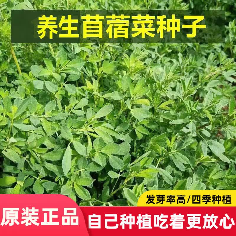 食用苜蓿菜种子养生籽夏季紫花苜蓿芽野生多年生蔬菜种籽