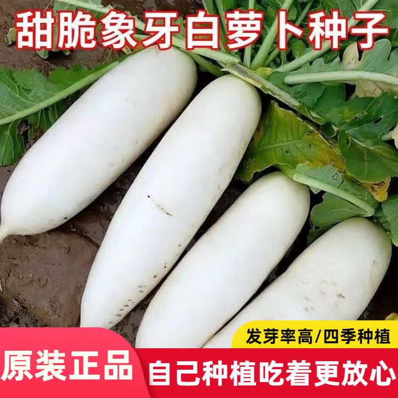 象牙白萝卜种子老品种白萝卜种籽耐高温抗病萝卜蔬菜种子大全
