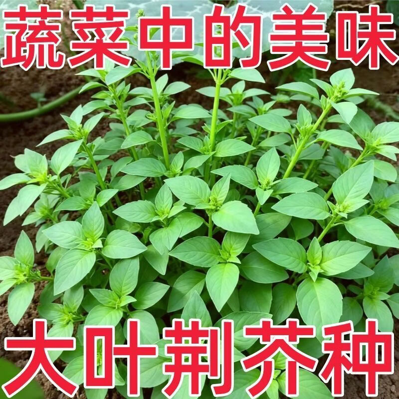 荆芥种子大叶河南罗勒种孑春秋菜籽种大全四季苋菜汉菜种籽蔬菜种