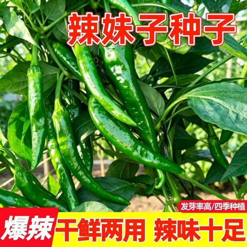 辣妹子辣椒种子辣椒种籽辣椒种子青椒种红椒干椒盆栽高产春季播种