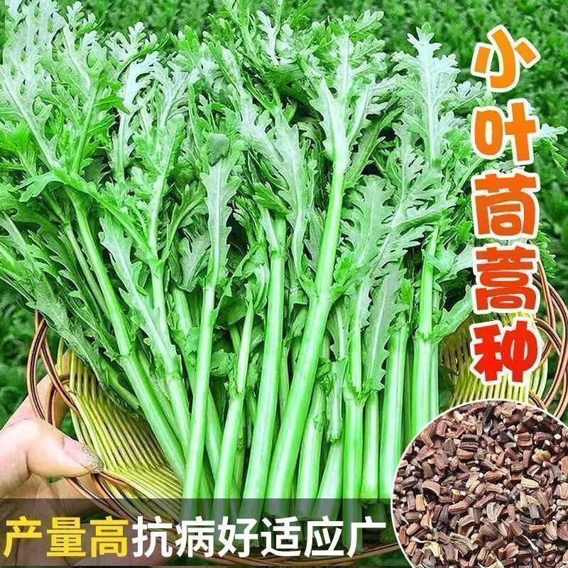 小叶茼蒿种子大全农家茼蒿种籽菜籽四季皇帝菜种苗青菜蔬菜新种孑