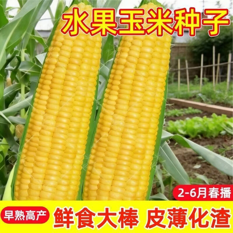 超甜水果玉米种籽早熟玉米种子可生吃特大高产多汁甜玉米非转基因