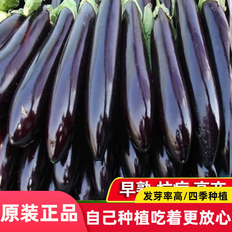 高产黑又亮长茄种子特长茄子蔬菜种子大田盆栽庭院 春季播种