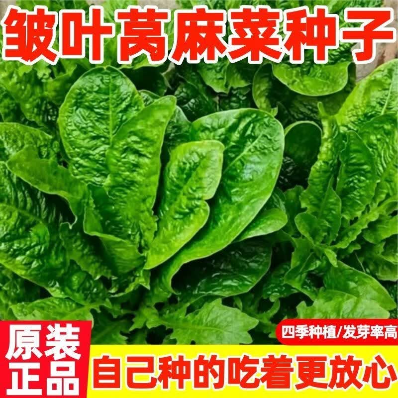【良种】莴麻菜种子窝鸡菜种子窝麻菜曲麻菜种子蔬菜青菜种子