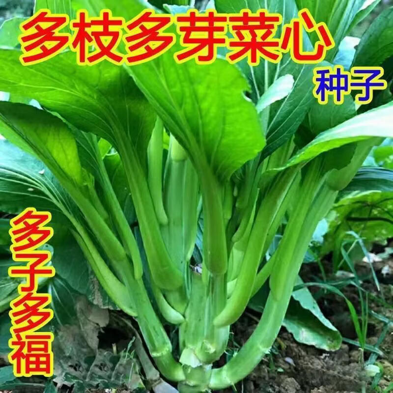 多枝多芽菜心多子多福甜菜心种子广东菜芯菜苔籽春夏秋蔬菜可种植