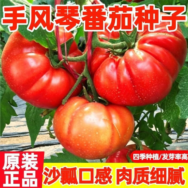 沙瓤大果手风琴番茄种子菜园四季老品种西红柿牛排番茄蔬菜种子