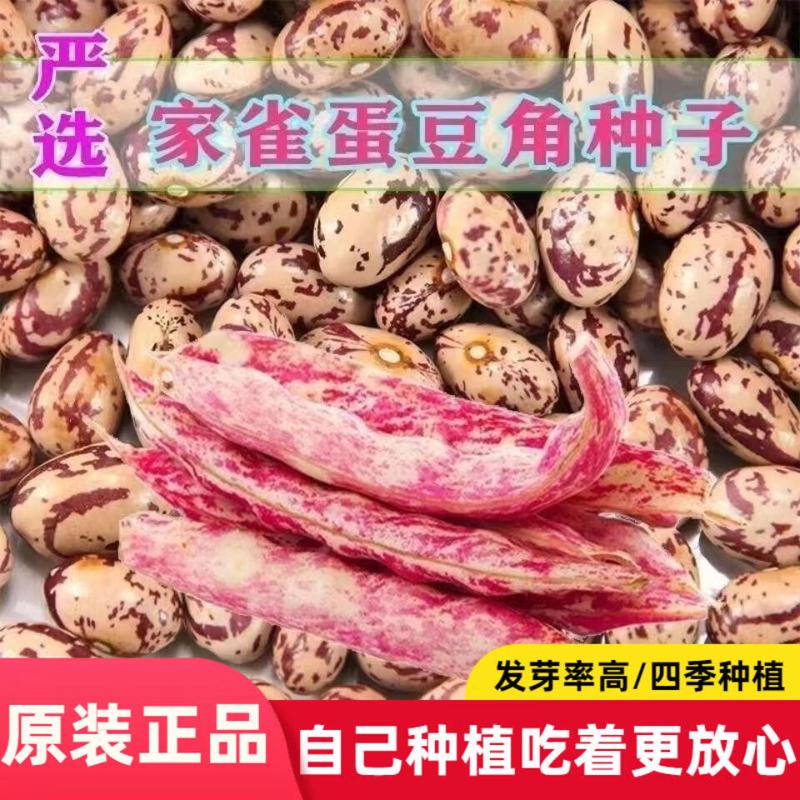 奶香花家雀蛋豆种子油豆角种子架豆油豆鼓豆豆角种子花豆种子菜豆