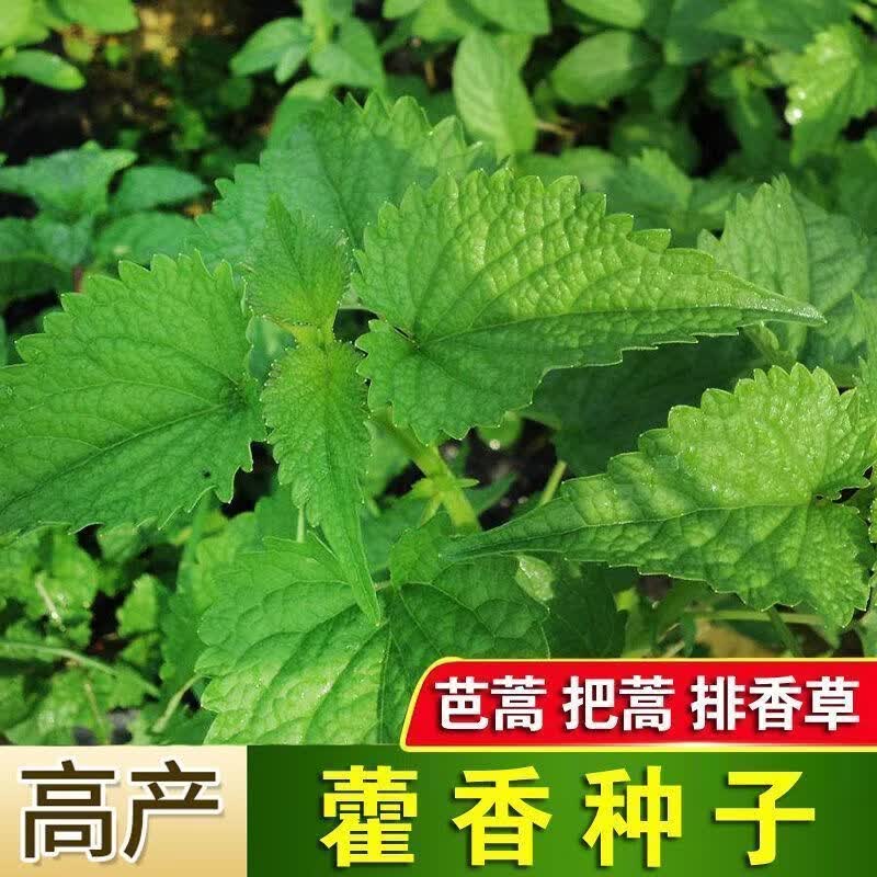五香叶藿香种子可食用植物盆栽厨房香草种植鱼香霍香大茴香蔬菜种
