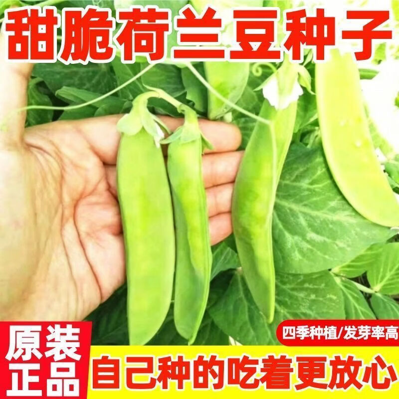 四季播种甜脆荷兰豆种子豌豆种籽大荚菜豆荷兰豆种子农家蔬菜种子