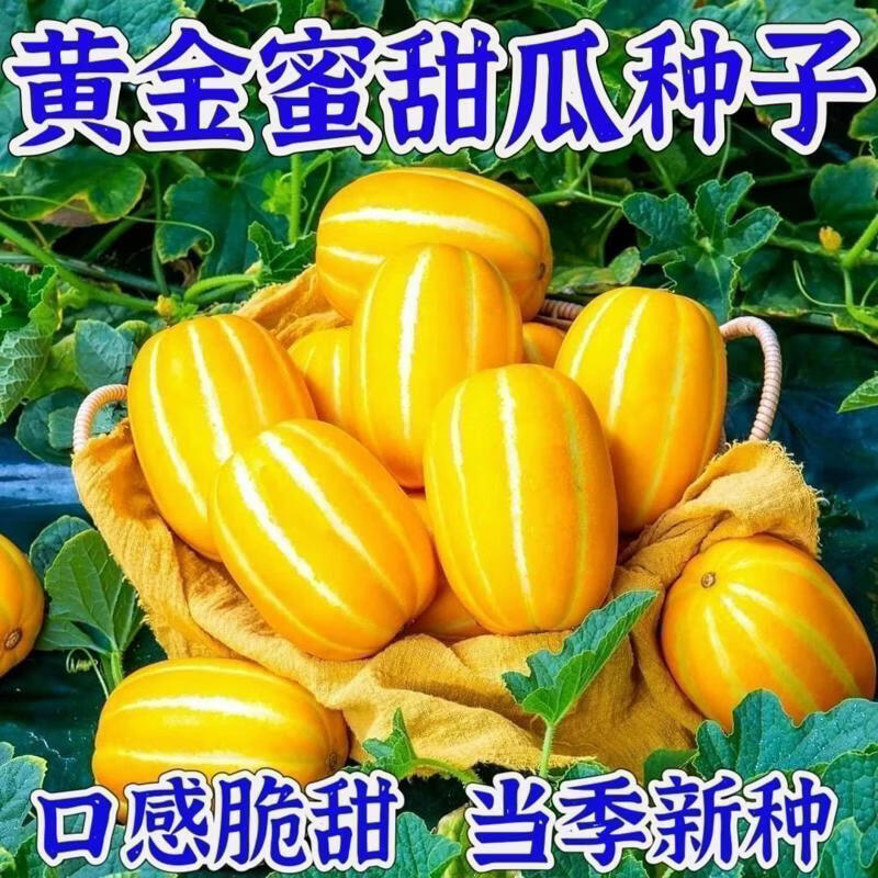 黄金蜜甜瓜种子金甜蜜瓜种籽香瓜盆栽地栽早熟抗病瓜水果种子
