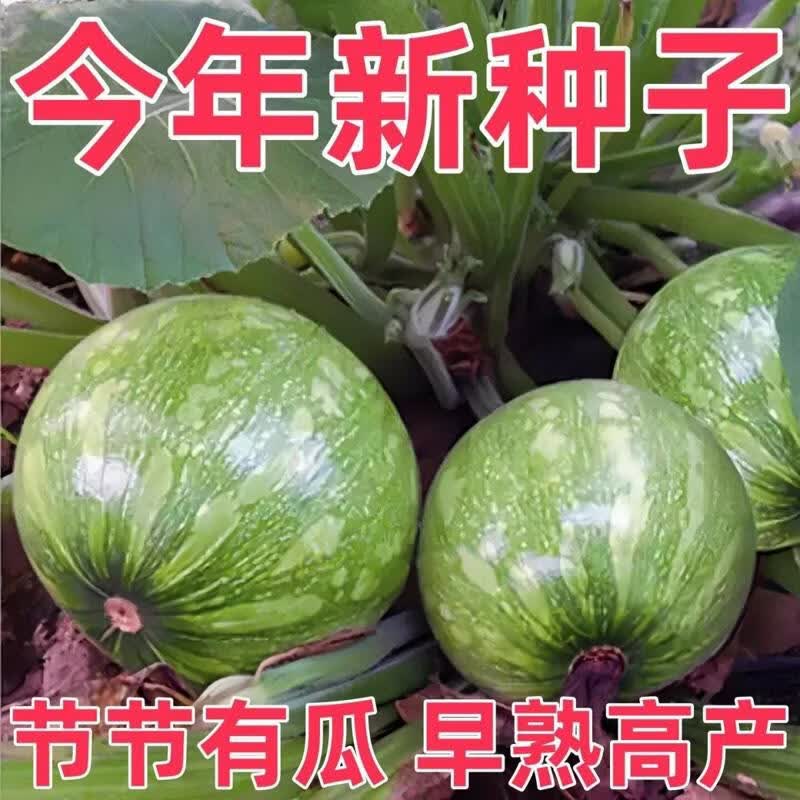 早熟无蔓小南瓜种籽短藤椭圆小青瓜西葫芦春夏秋四季播蔬菜种子孑