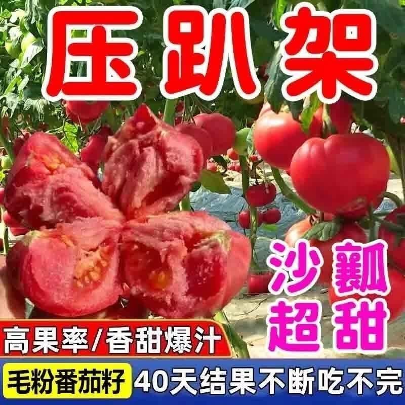 毛粉802番茄种子大果沙瓤薄皮西红柿籽四季早熟高产农家蔬菜种子