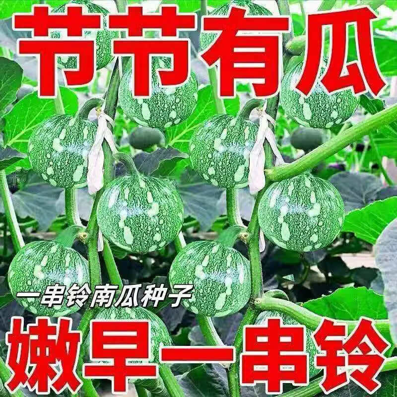 嫩早一串铃南瓜种子阳台高产早熟小南瓜种籽四季庭院种植蔬菜种子