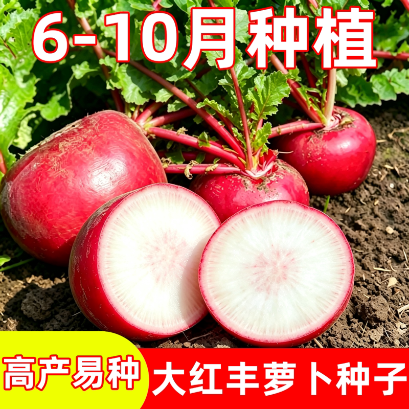 大红丰萝卜种子皮细红色肉白生吃熟吃夏季大红丰萝卜蔬菜种子