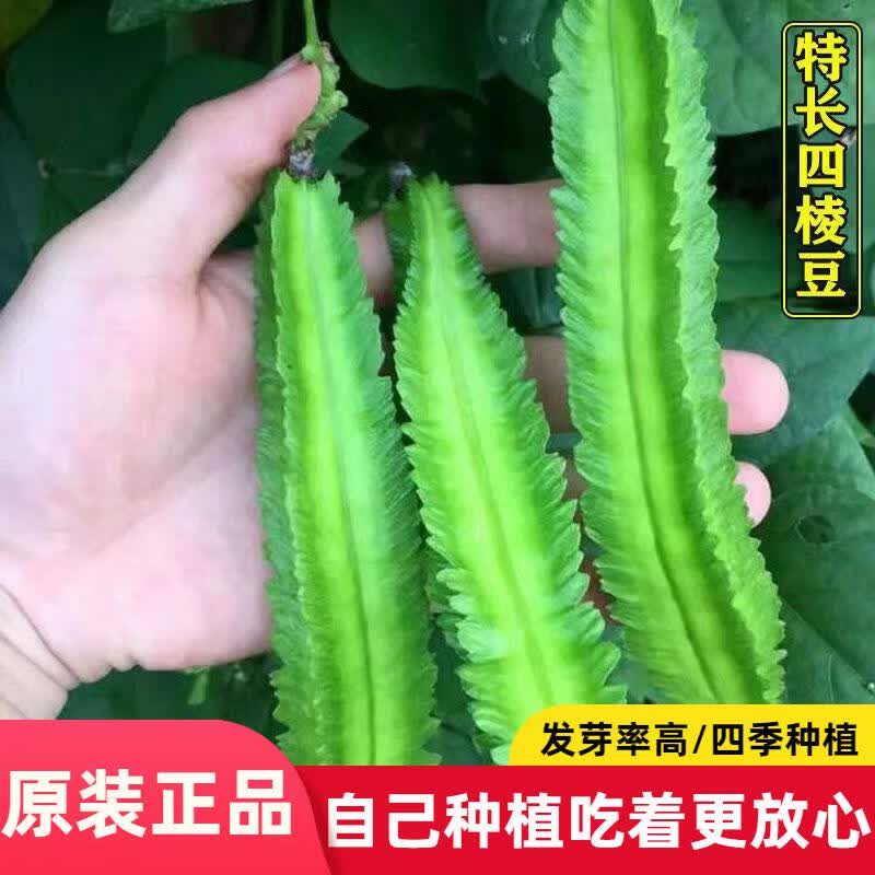 四棱豆种子播种菜地庭院蔬菜四角豆皇帝豆种籽阳台蔬菜种