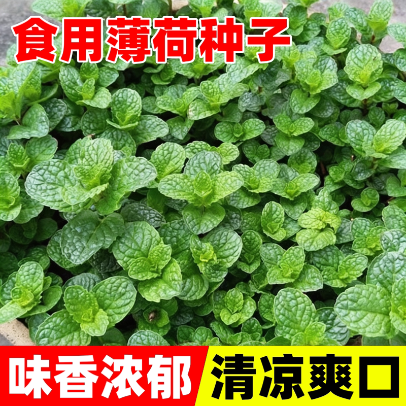 食用薄荷种子柠檬薄荷种子驱蚊花草植物种子四季阳台薄荷盆栽可食