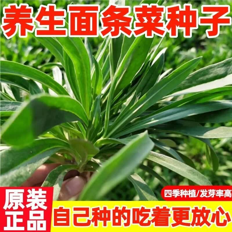 野生面条菜种子四季播农家新鲜野菜面条菜当季野菜蒸菜野保健蔬菜