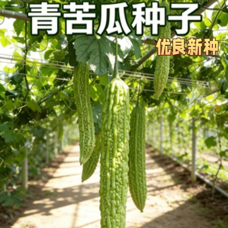 青苦瓜种子本地刺苦瓜种子春夏刺苦瓜种子凉瓜种脆爽蔬菜种子