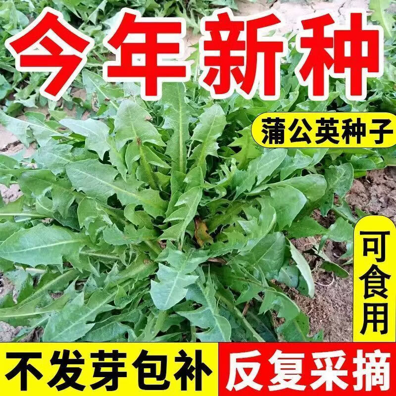 蒲公英种子野菜婆婆种植食用四季播种多年生种籽高产蔬菜种子