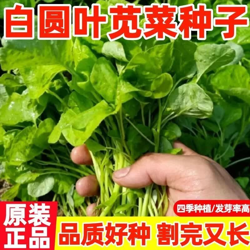 白圆叶苋菜种子春季糯米菜抗病高产懒人四季阳台庭院蔬菜青菜种籽