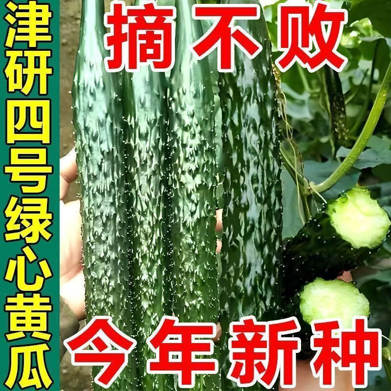 津研四号 油亮满芯绿黄瓜种子 绿皮绿心 籽好吃 易种生吃甜脆黄瓜