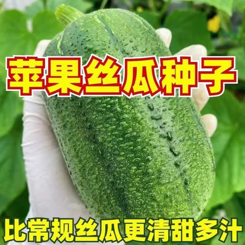 苹果丝瓜种子菜瓜种子苹果丝瓜籽种蔬菜四季种子孑菜种水瓜高产型