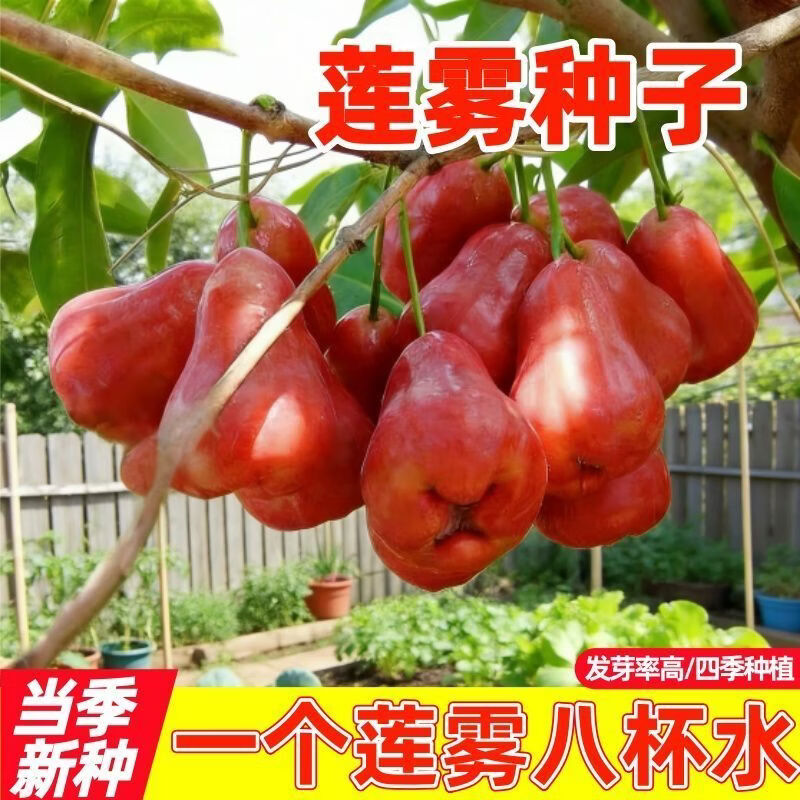 莲雾种子四季播种阳台超甜盆栽小院种植简单高产水果种子大叶红
