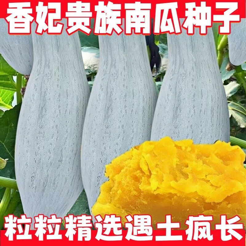 香妃贵族南瓜种子金丝栗丑瓜种籽新疆板栗蜜本南瓜籽春季蔬菜种孑