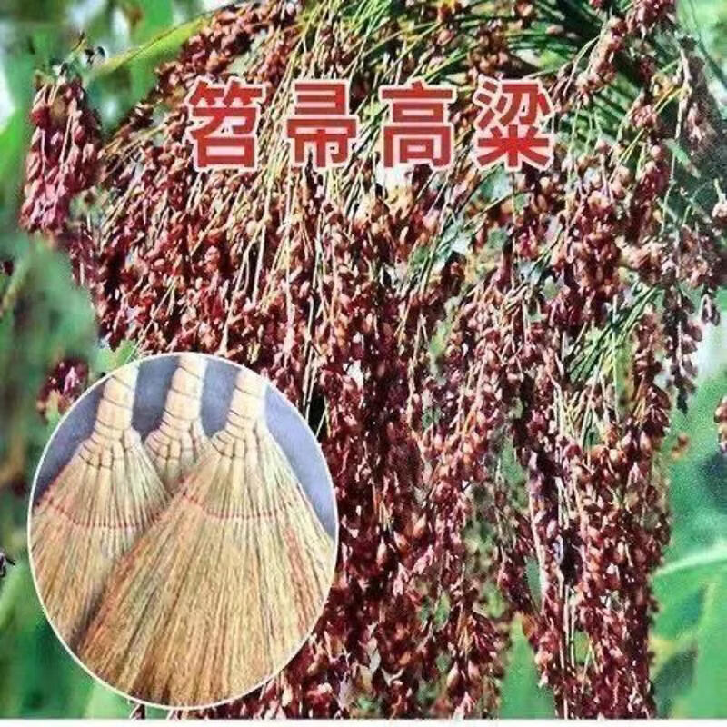 扫帚高粱种子笤帚春夏季酿酒食家庭扫地扫把扫地扫帚扫帚家用耐用