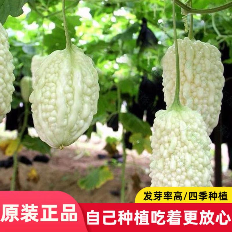 苦瓜种子生吃甜脆白苦瓜种子阳台盆栽爬藤蔬菜种子