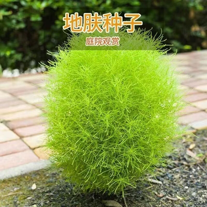 绿地肤种子扫帚草种子绿草草坪种子花卉四季庭院观赏地肤子种子