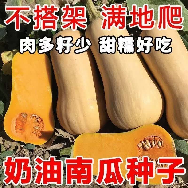 黄金奶油南瓜小南瓜种籽阿根廷甜板栗南瓜节节有南瓜高产蔬菜种孑