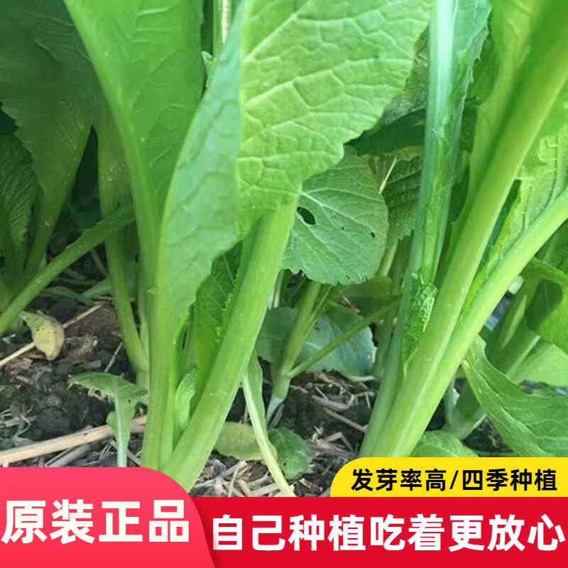 四季春菜种子 子菜种籽青菜品种潮汕蔬菜种子菜籽芥菜种子