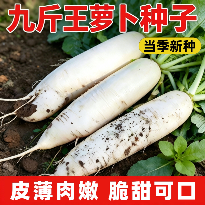 九斤王种子白萝卜种籽蔬菜种子不空心春不老种子特大秋季播种