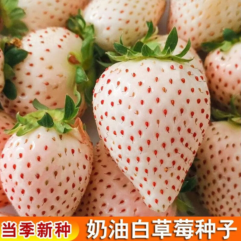 奶油白草莓种子农田菜园盆栽种植水果白草莓种籽果肉多汁正宗高产