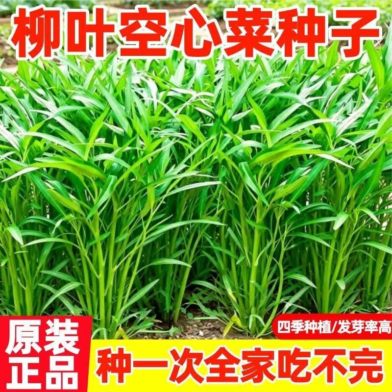 【今年新种】柳叶空心菜种子四季藤藤菜籽夏季耐高温蔬菜种蕹菜籽