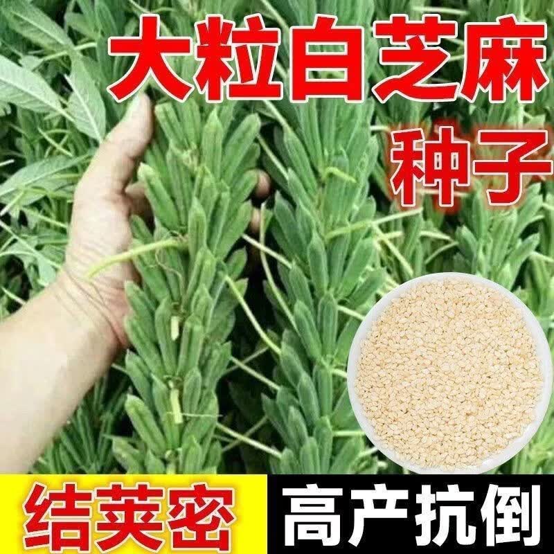 【48小时内发货】高产白芝麻种子农家四季夏季早熟高产蔬菜种孑田