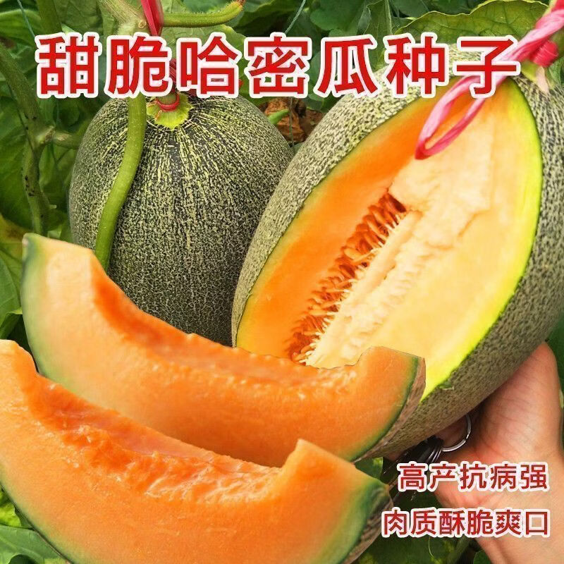 网纹哈密瓜种子南北方四季播水果哈蜜瓜甜瓜香西瓜阳台蔬菜种子