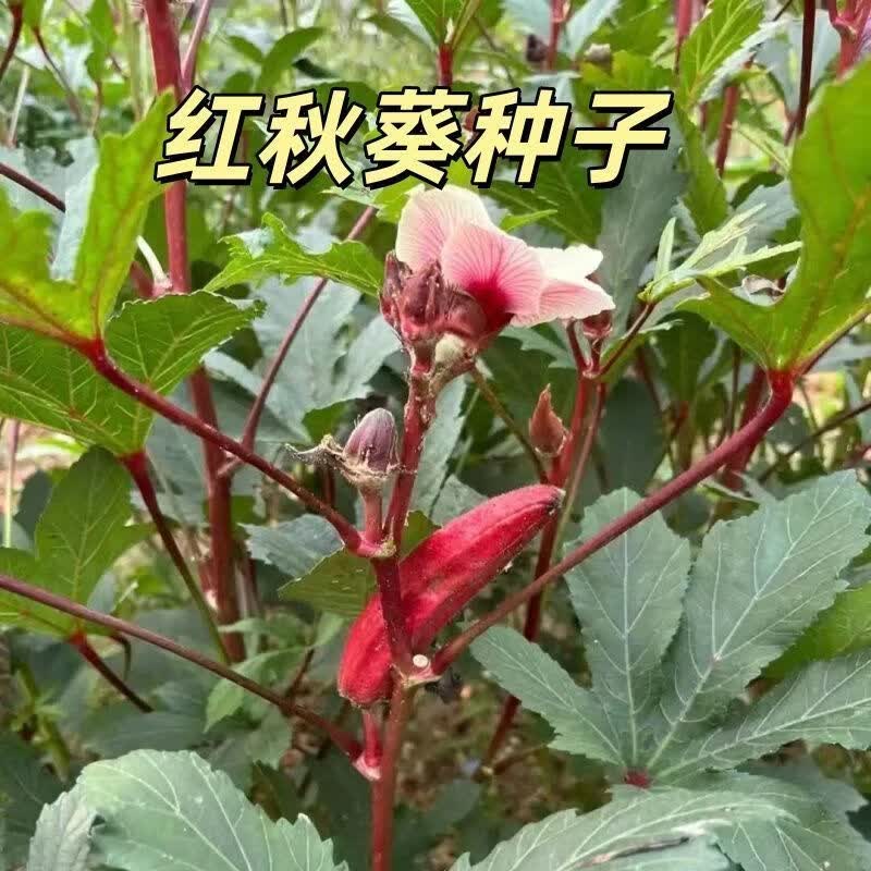 优质红秋葵种子水果秋葵高产阳台庭院四季盆栽蔬菜种子红秋葵种子