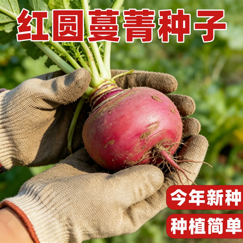 红圆蔓菁种子菁芜菁甜面新鲜菜籽红心菜头夏秋季阳台盆栽蔬菜种孑