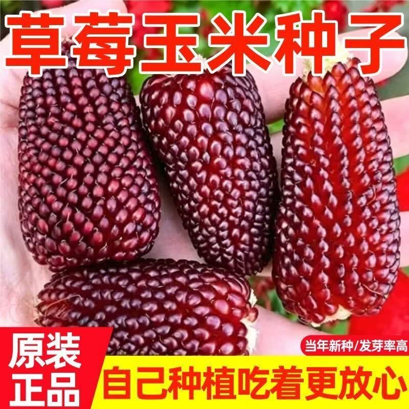 草莓玉米种子生吃型甜水果玉米种子香糯四季播种阳台盆栽水果种籽