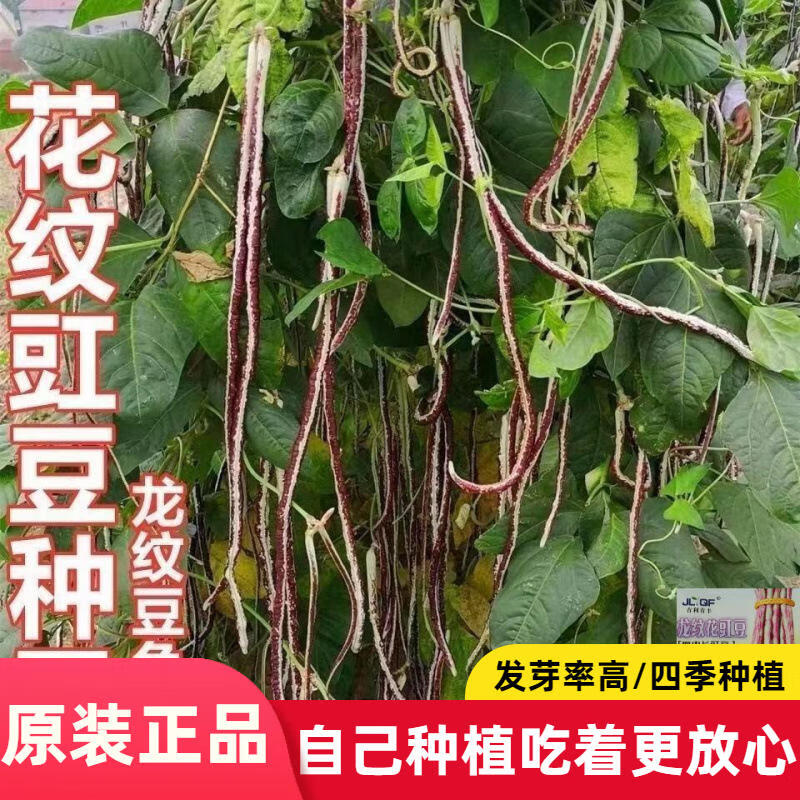 花豹龙纹豇豆种花豇豆长豆角种子白豇豆种子蔬菜种子大全