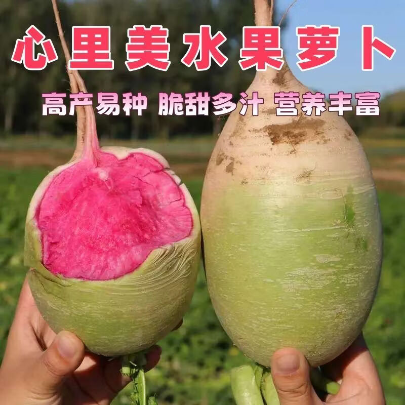 心里美萝卜种子脆甜红心红水果萝卜种籽满糖红四季萝卜种籽