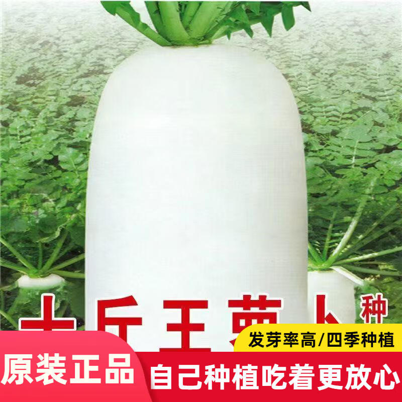 秋播十斤王白萝卜种子甜脆不空心萝卜种特大萝卜蔬菜春秋季播种