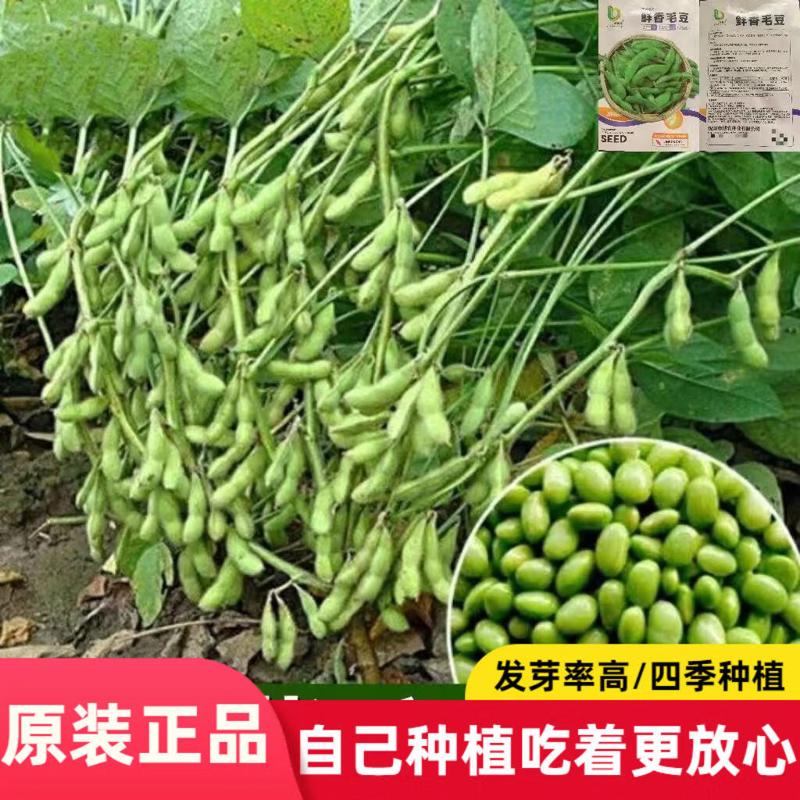 鲜香毛豆种子早熟高产大头黄豆种籽青豆大豆蔬菜种孑大全春季