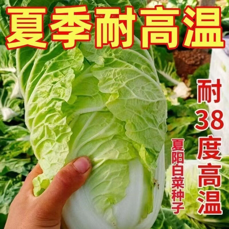夏阳大白菜种子夏季抗热耐高温早熟50天结球白菜籽农家蔬菜种孑