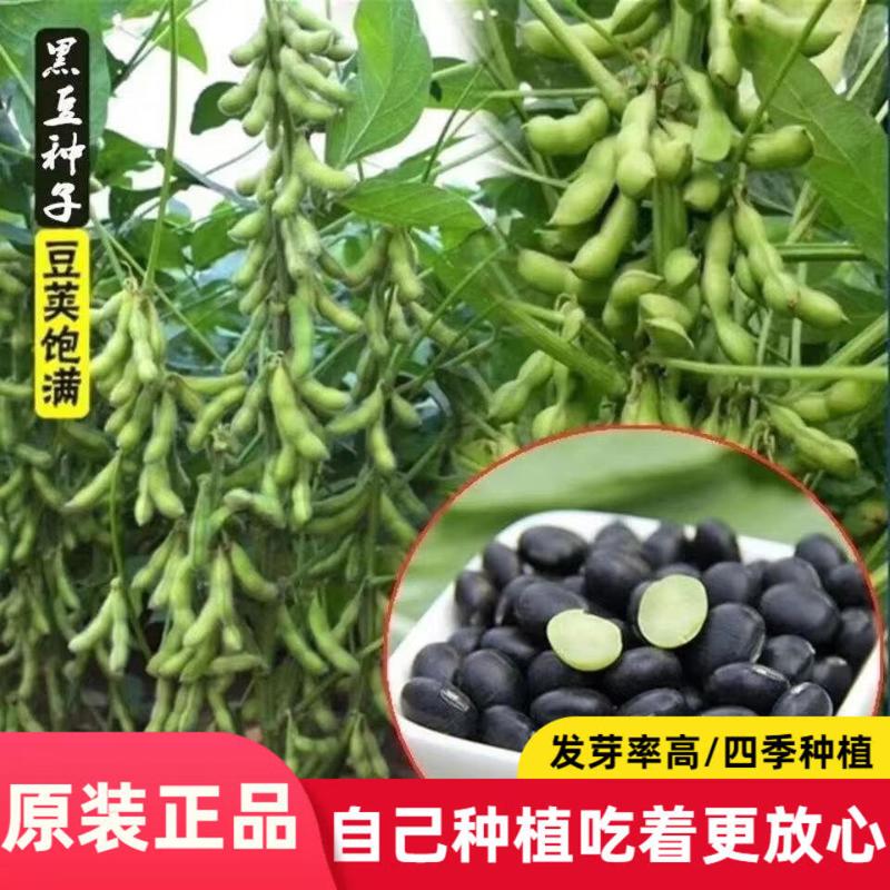 大粒黑豆种子黑皮绿心豆种籽春秋季种子大全红豆绿豆绿芯黑豆种籽